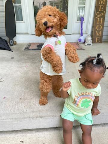 Happy Mini Goldendoodle Pup