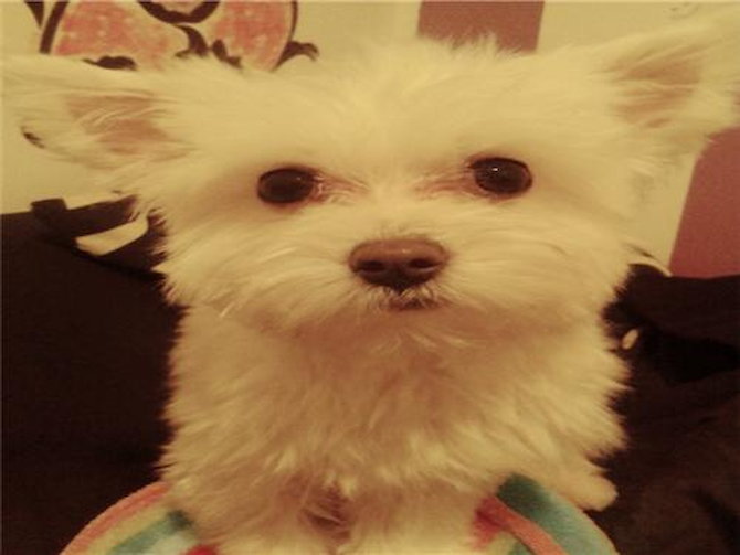 Finian 1yr - Maltese Puppy For Sale Premier Pups Finian 1yr - Maltese Puppy For Sale Premier Pups