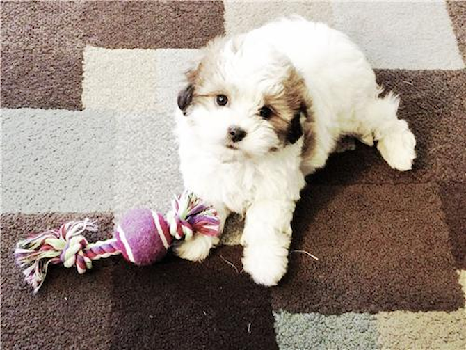 Penny Lane - Cavachon Puppy For Sale Premier Pups Penny Lane - Cavachon Puppy For Sale Premier Pups