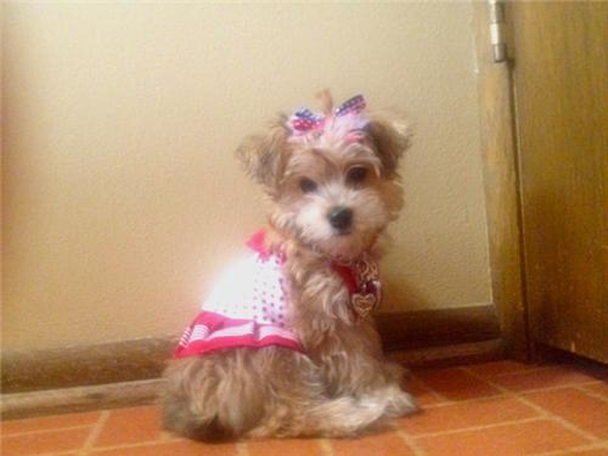 Sophia - Morkie Puppy For Sale Premier Pups Sophia - Morkie Puppy For Sale Premier Pups