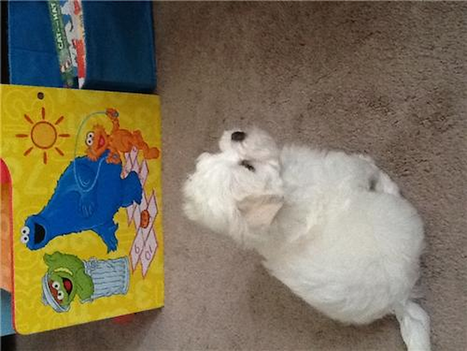 Aspen - Maltese Puppy For Sale Premier Pups Aspen - Maltese Puppy For Sale Premier Pups
