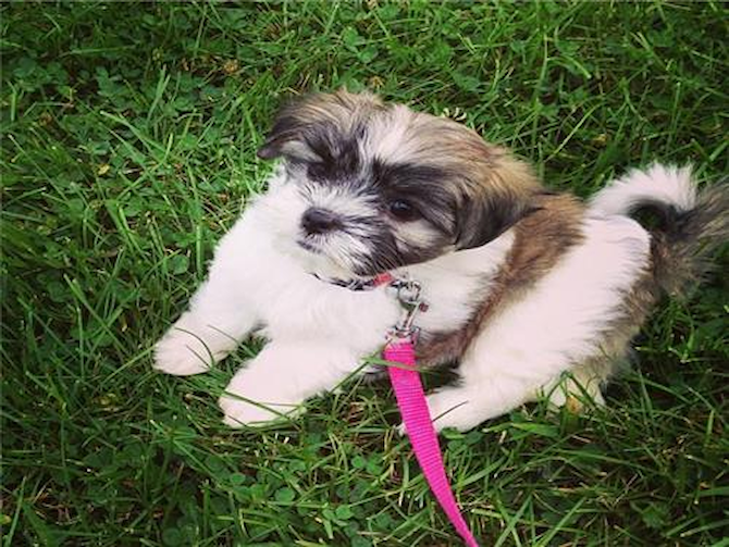 Mia - Teddy Bear Puppy For Sale Premier Pups Mia - Teddy Bear Puppy For Sale Premier Pups