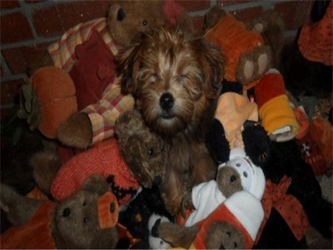 Stella (formerly Lauren) - Yorkie Poo Puppy For Sale Premier Pups Stella (formerly Lauren) - Yorkie Poo Puppy For Sale Premier Pups