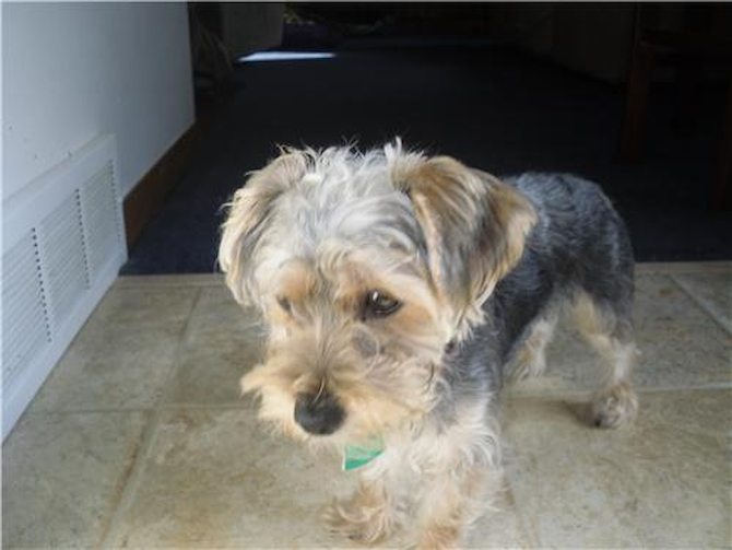 Macy (foremely Sasha) - Morkie Puppy For Sale Premier Pups Macy (foremely Sasha) - Morkie Puppy For Sale Premier Pups