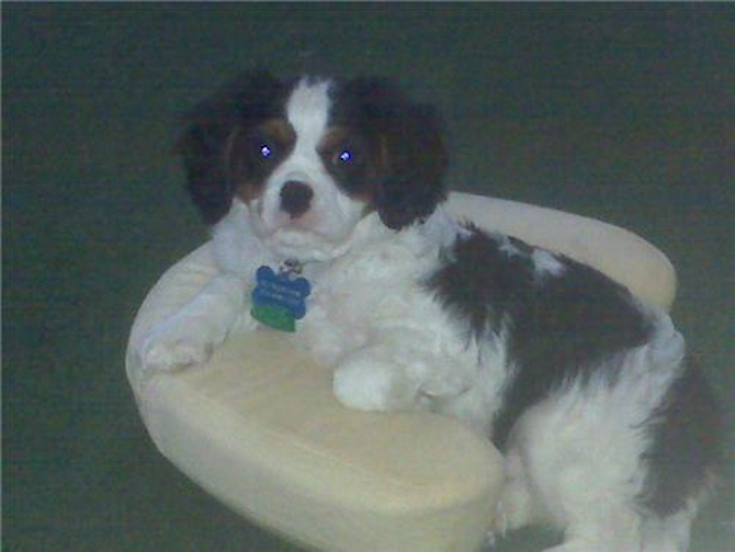 kingston - King Charles Spaniel Puppy For Sale Premier Pups kingston - King Charles Spaniel Puppy For Sale Premier Pups