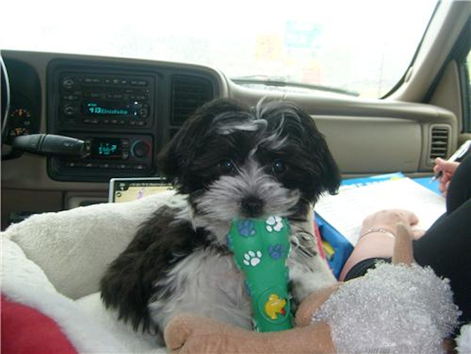 Shyah (formerly Mittens) - Havanese Puppy For Sale Premier Pups Shyah (formerly Mittens) - Havanese Puppy For Sale Premier Pups