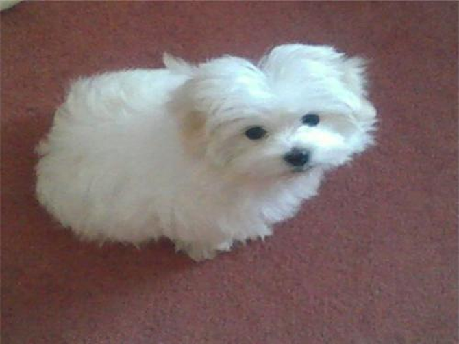 Tucker - Maltese Puppy For Sale Premier Pups Tucker - Maltese Puppy For Sale Premier Pups