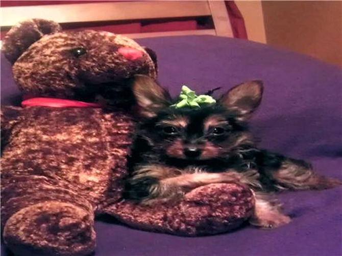 Bella- AKA- teacup Lisa - Yorkshire Terrier Puppy For Sale Premier Pups Bella- AKA- teacup Lisa - Yorkshire Terrier Puppy For Sale Premier Pups