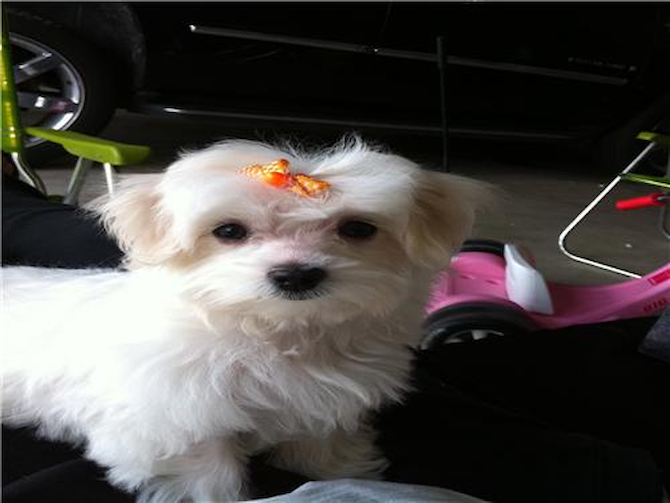 zoe (madison) - Maltese Puppy For Sale Premier Pups zoe (madison) - Maltese Puppy For Sale Premier Pups