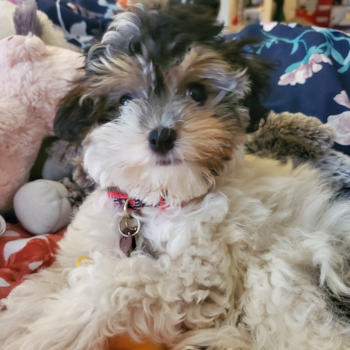 Cassie, a Havanese puppy from New York NY