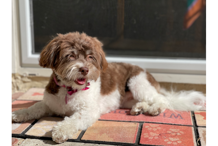 Meet Sangria - our Havanese Puppy Photo 1/3 - Premier Pups