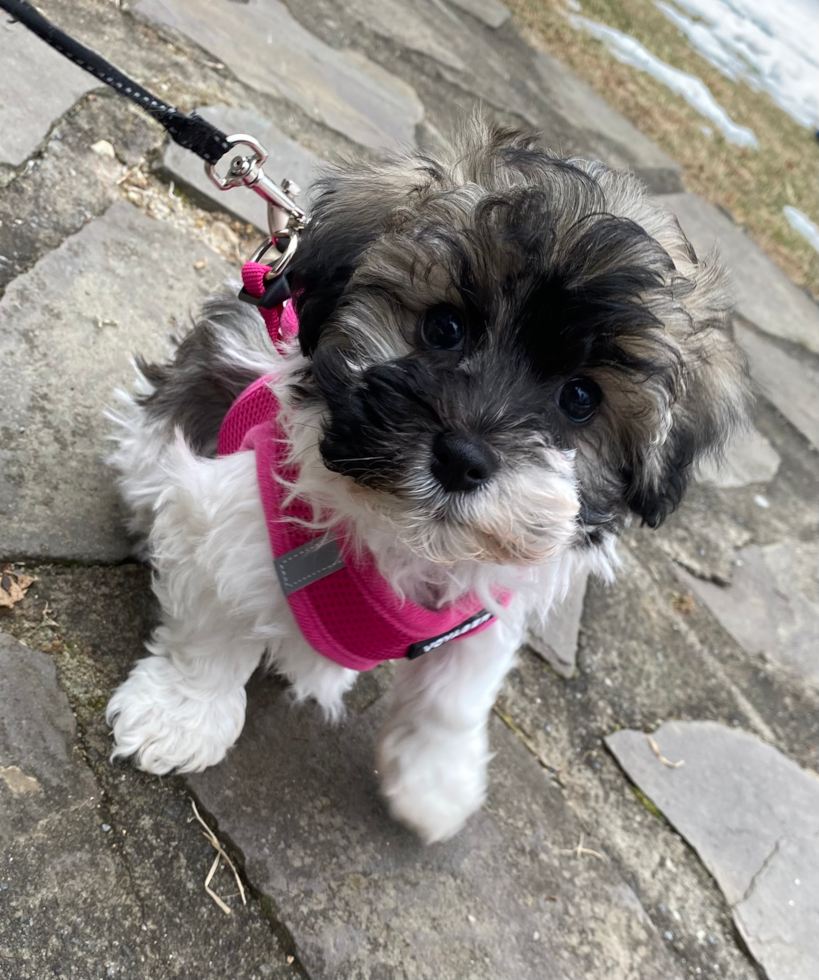 Adorable Havanese Pup in Fremont NH