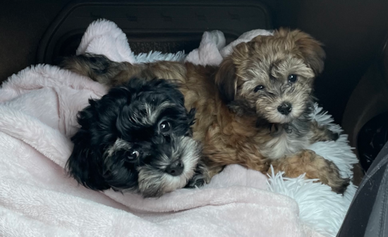 Plant City Havanese Pup