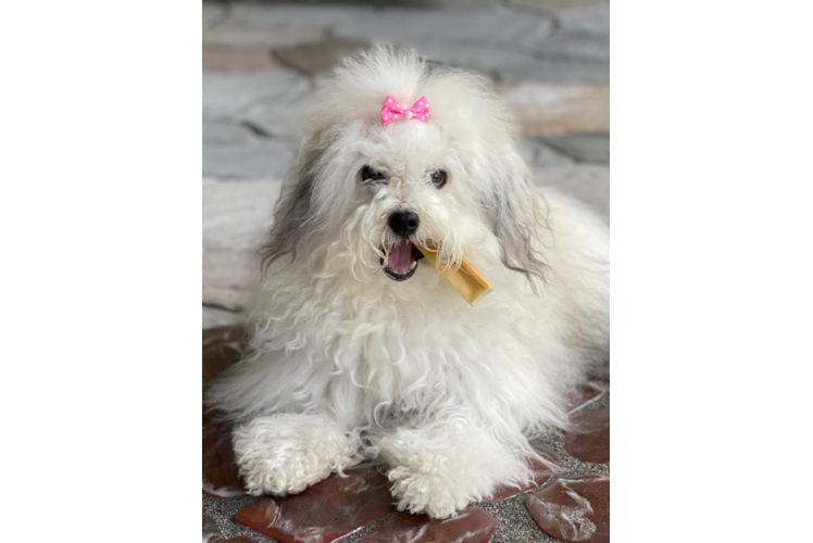 Sweet Havanese Purebred Puppy
