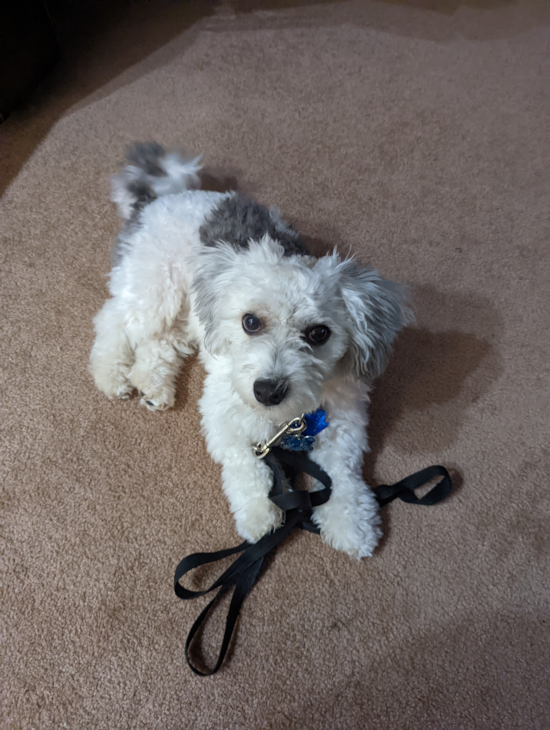 Funny Havanese Purebred Pup