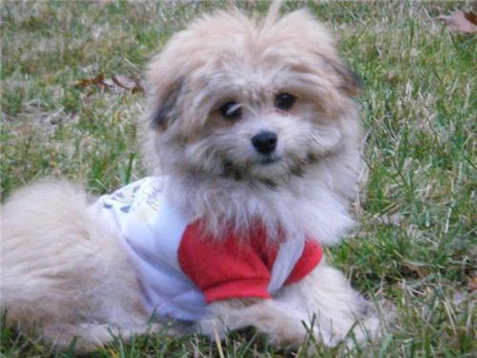 Timber - Maltipom Puppy For Sale Premier Pups Timber - Maltipom Puppy For Sale Premier Pups