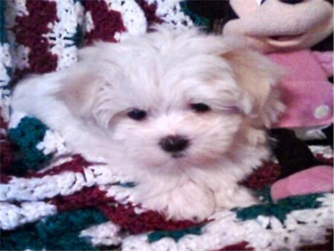 Tucker (formerly aka Donner) - Maltese Puppy For Sale Premier Pups Tucker (formerly aka Donner) - Maltese Puppy For Sale Premier Pups