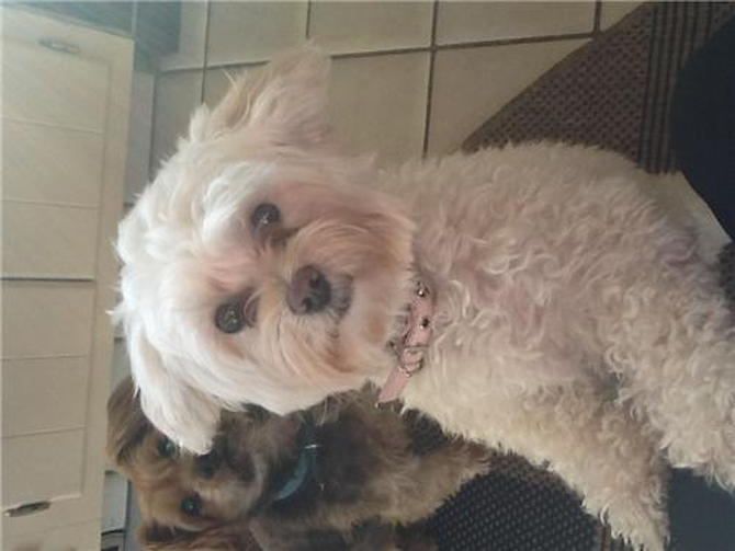 Lucy Lou - Maltipoo Puppy For Sale Premier Pups Lucy Lou - Maltipoo Puppy For Sale Premier Pups