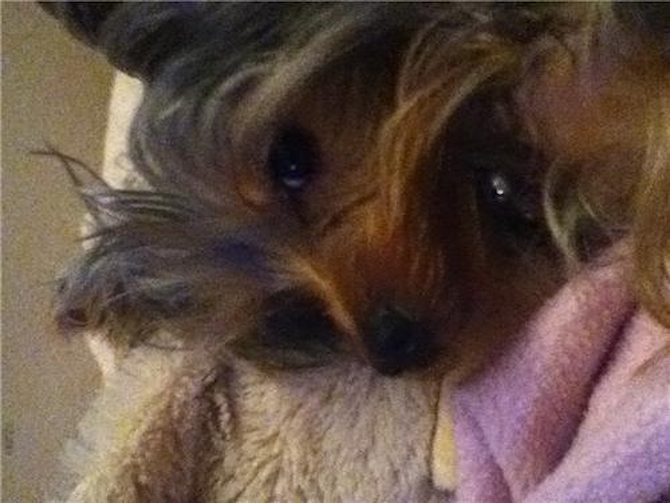 Abby - Yorkshire Terrier Puppy For Sale Premier Pups Abby - Yorkshire Terrier Puppy For Sale Premier Pups