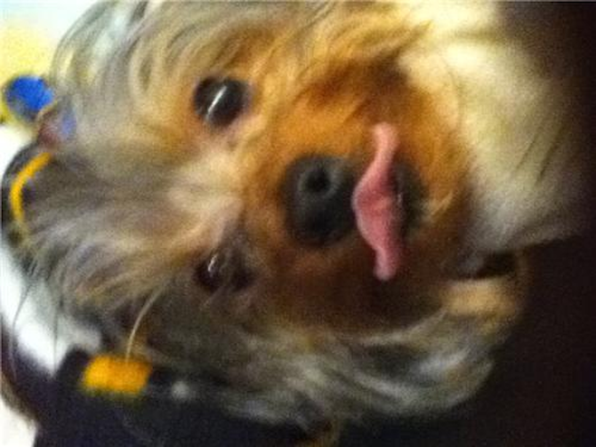Abby - Yorkshire Terrier Puppy For Sale Premier Pups Abby - Yorkshire Terrier Puppy For Sale Premier Pups