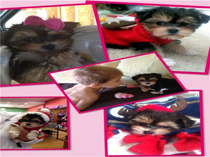 Murfie - Morkie Puppy For Sale Premier Pups Murfie - Morkie Puppy For Sale Premier Pups