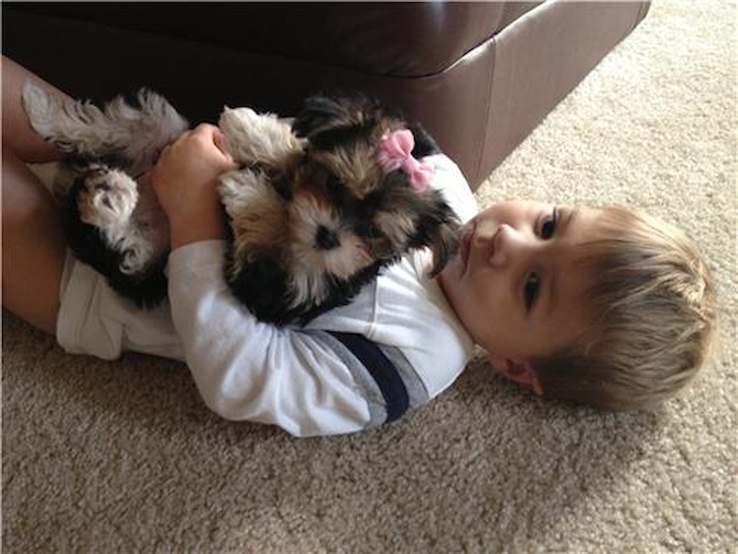 Murfie - Morkie Puppy For Sale Premier Pups Murfie - Morkie Puppy For Sale Premier Pups
