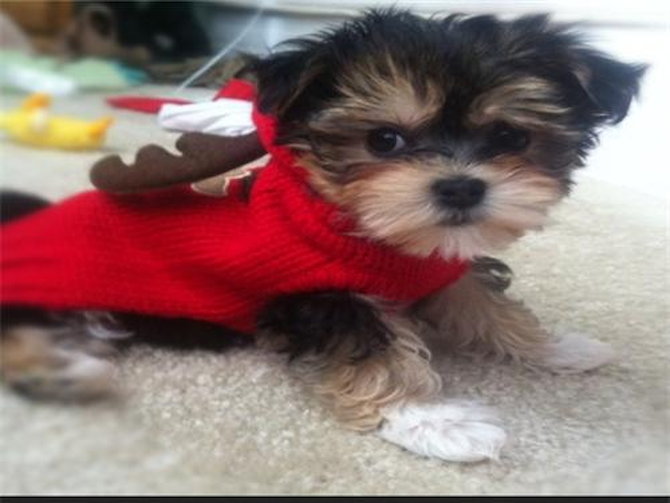 Murfie - Morkie Puppy For Sale Premier Pups Murfie - Morkie Puppy For Sale Premier Pups