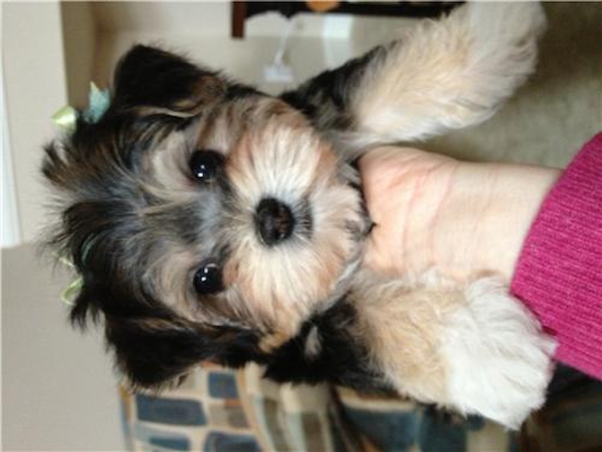 Murfie - Morkie Puppy For Sale Premier Pups Murfie - Morkie Puppy For Sale Premier Pups