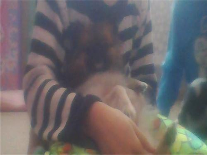 Keegan (keegie, piggy) - Pomeranian Puppy For Sale Premier Pups Keegan (keegie, piggy) - Pomeranian Puppy For Sale Premier Pups
