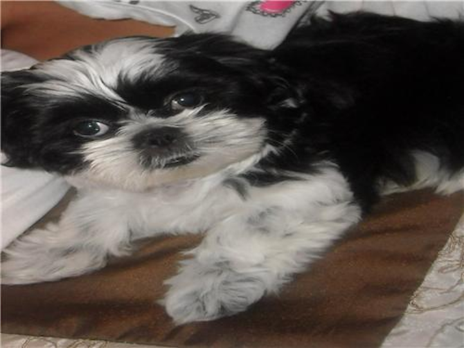 GaGa - Shih Tzu Puppy For Sale Premier Pups GaGa - Shih Tzu Puppy For Sale Premier Pups
