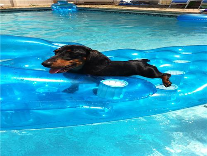 Molly Mae - Dachshund Puppy For Sale Premier Pups Molly Mae - Dachshund Puppy For Sale Premier Pups