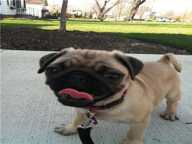 Zoey - Pug Puppy For Sale Premier Pups Zoey - Pug Puppy For Sale Premier Pups