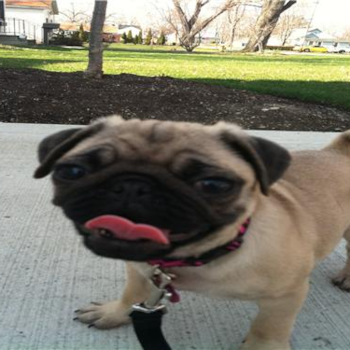Zoey, a Pug puppy from Mentor, OH 