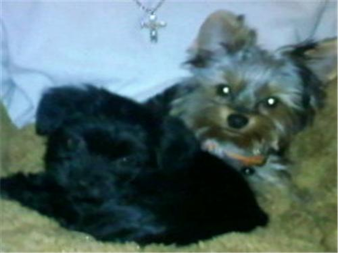 Easton & Nevaeh - - - aka - - - Little E & Vaeh girl - Yankee Terrier Puppy For Sale Premier Pups Easton & Nevaeh - - - aka - - - Little E & Vaeh girl - Yankee Terrier Puppy For Sale Premier Pups
