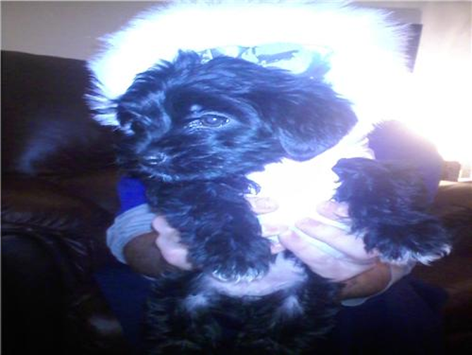 Vaeh - Yorkie Poo Puppy For Sale Premier Pups Vaeh - Yorkie Poo Puppy For Sale Premier Pups