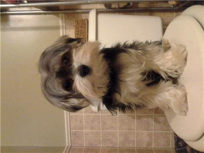 johnny - Morkie Puppy For Sale Premier Pups johnny - Morkie Puppy For Sale Premier Pups