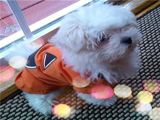Max - Maltese Puppy For Sale Premier Pups Max - Maltese Puppy For Sale Premier Pups