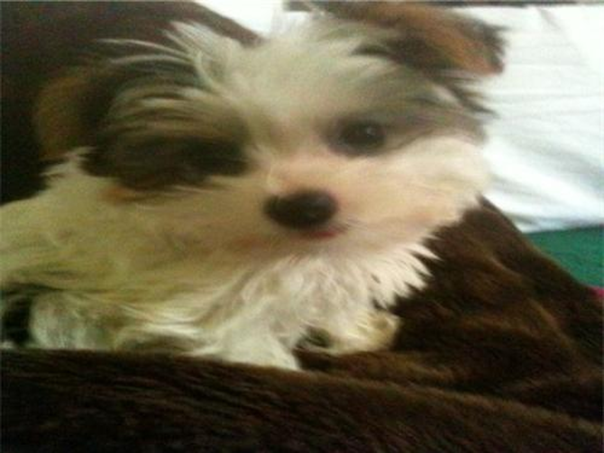 Baily - Yorkshire Terrier Puppy For Sale Premier Pups Baily - Yorkshire Terrier Puppy For Sale Premier Pups