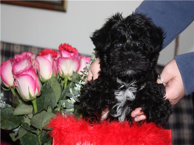 Bella Previously Paris - Yorkie Poo Puppy For Sale Premier Pups Bella Previously Paris - Yorkie Poo Puppy For Sale Premier Pups