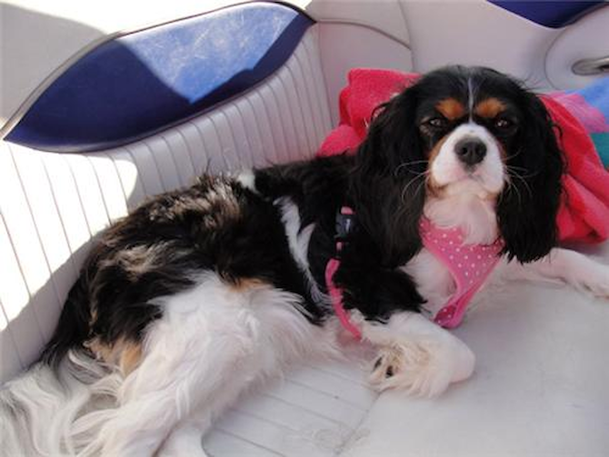 Lacey - Cavalier King Charles Spaniel Puppy For Sale Premier Pups Lacey - Cavalier King Charles Spaniel Puppy For Sale Premier Pups