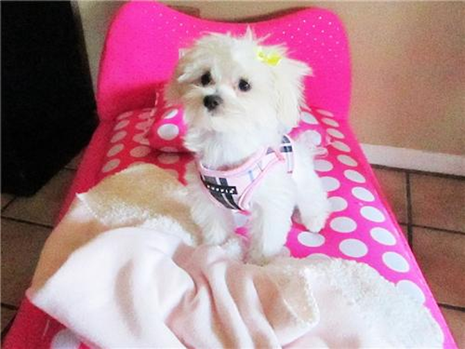 Bella (was Dolly) - Maltese Puppy For Sale Premier Pups Bella (was Dolly) - Maltese Puppy For Sale Premier Pups