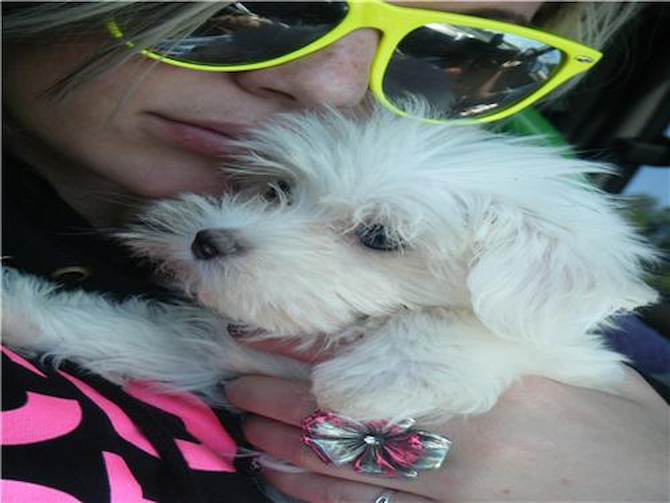 Finnigan - Maltese Puppy For Sale Premier Pups Finnigan - Maltese Puppy For Sale Premier Pups