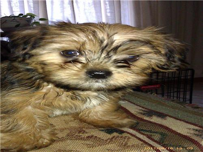 Gizmo - Shorkie Puppy For Sale Premier Pups Gizmo - Shorkie Puppy For Sale Premier Pups