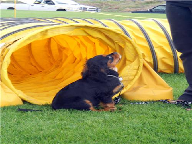 Humphrey Bogart Here's lookin' at you kid (was Rocket) - Cavalier King Charles Spaniel Puppy For Sale Premier Pups Humphrey Bogart Here's lookin' at you kid (was Rocket) - Cavalier King Charles Spaniel Puppy For Sale Premier Pups