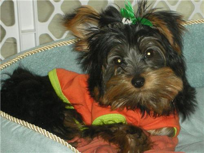 Toby (formally Eli) - Yorkshire Terrier Puppy For Sale Premier Pups Toby (formally Eli) - Yorkshire Terrier Puppy For Sale Premier Pups