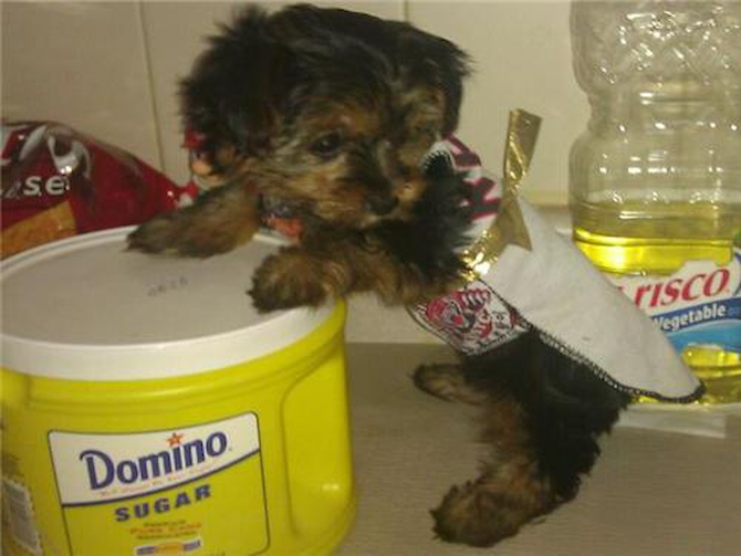 Selene Isabella Isis - Yorkshire Terrier Puppy For Sale Premier Pups Selene Isabella Isis - Yorkshire Terrier Puppy For Sale Premier Pups
