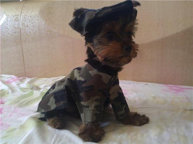 Selene Isabella Isis - Yorkshire Terrier Puppy For Sale Premier Pups Selene Isabella Isis - Yorkshire Terrier Puppy For Sale Premier Pups