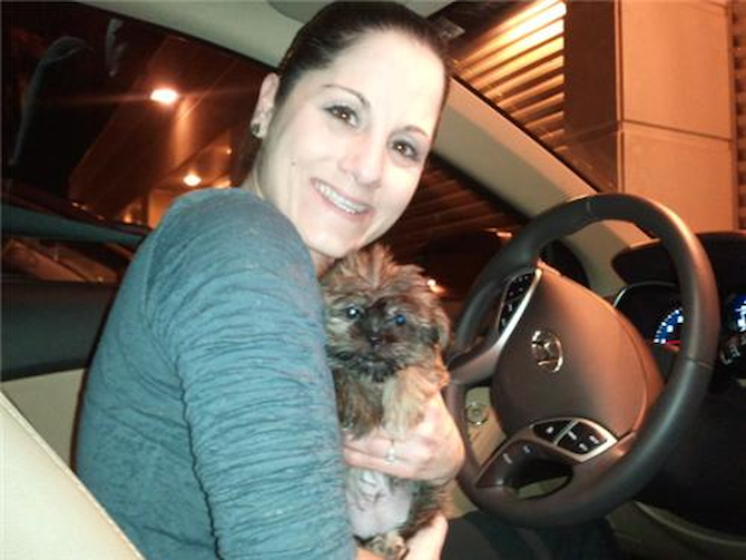 Bella - Shorkie Puppy For Sale Premier Pups Bella - Shorkie Puppy For Sale Premier Pups