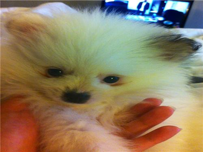 CASPER (Larry) - Pomeranian Puppy For Sale Premier Pups CASPER (Larry) - Pomeranian Puppy For Sale Premier Pups