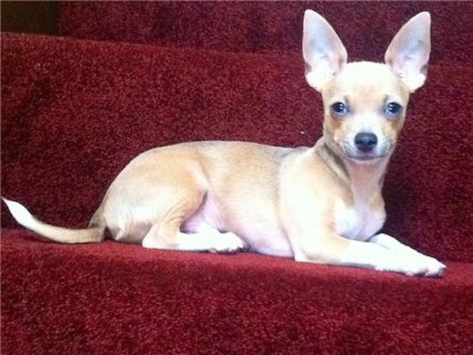 Dude - Chihuahua Puppy For Sale Premier Pups Dude - Chihuahua Puppy For Sale Premier Pups